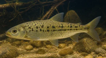 Leporinus moralesi (Leporinus érett)