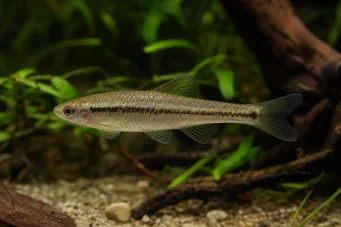 Lilius sp Limulál