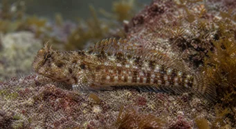 Lipophrys pholis Gyakori