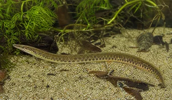 Macrognathus aculeatus Masta egy ocelle