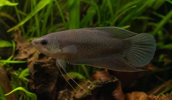 Macropodus concolor Fekete makropod