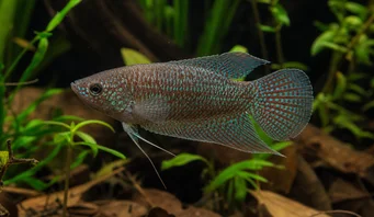Macropodus cupanus Barna farokfarkú halászhalak