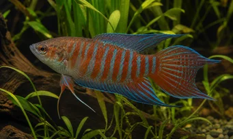 Macropodus opercularis paradicsom