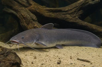 Malapterurus electricus Elektromos harcsa