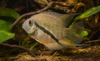 Mesonauta festiva Cichlid zászló