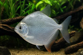 Metynnis hypsauchen Métynnis nagy fejekkel