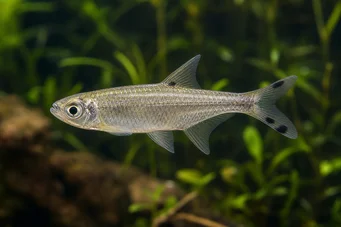 Micralestes acutidens Afrikai tetra éles fogakkal