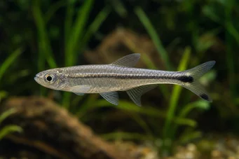Micralestes elongatus Kúpos afrikai tetra