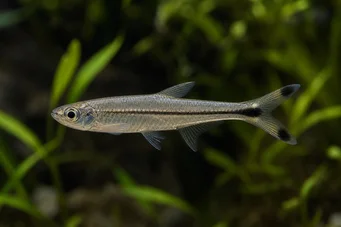 Micralestes humilis Afrikai tetra vörös uszonyokkal