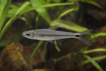 Micralestes occidentalis Nyugat -afrikai Tetra