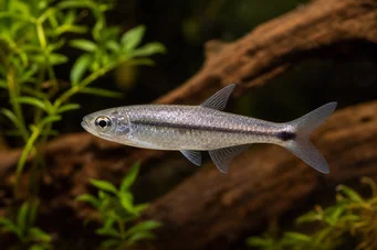Micralestes stormsi Red Tetra Congo True