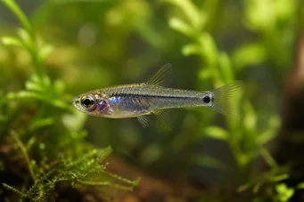 Microrasbora kutobai Zöld neon