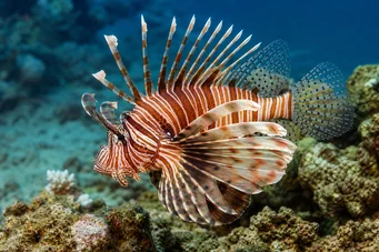 Milles de pterois Skorpió halak