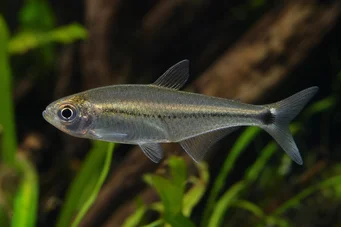 Mimagoniates lateralis Tetra-glande akadályoztak