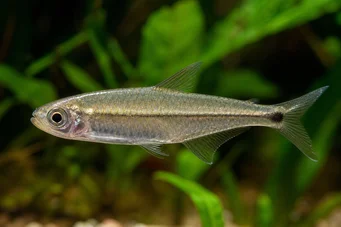 Mimagoniates microlepis Kis mérlegek tetra-barberos