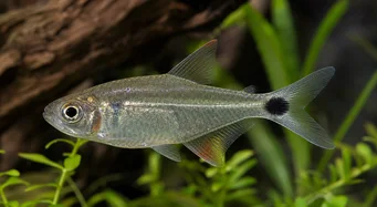 Moenkhausia oligolepis Moenkhausia vörös szemekkel