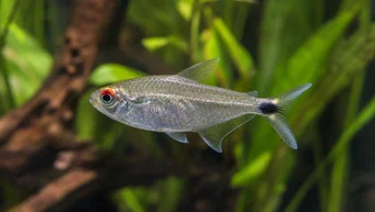 Moenkhausia sanctaefilomenae Moenkhausia vörös szemekkel