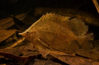 Monocirrhus polyacanthus Tűzoltó