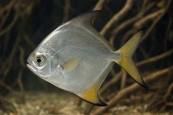 Monodactylus argenteus Holdhold