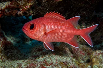 Myripristis murdjan