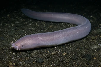 Myxine glutinosa Gyakori myxin