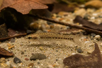 Nannocharax parvus (Nagy szalag nannocharax)