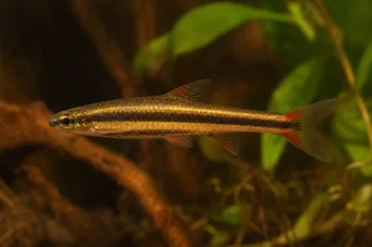 Nannostomus beckfordi (Ceruza)