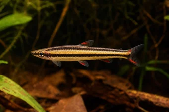 Nannostomus marginatus (Törpe ceruza halak)