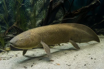 Neoceratodus forsteri (Ausztrál Dipneuste, Aust Barramanda.)