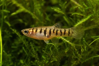Neohaterandria elegans (Elegáns heterandria)