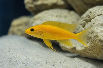 Neolamprologus leleupi (Cichlid citrom)