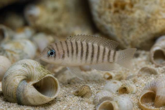 Neolamprologus multifasciatus (Fertőzött lamprologus)