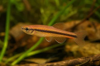 Neolebias axelrodi (Axelrod neolebias)