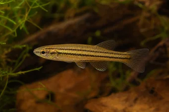 Neolebias trilineatus (Afrikai karakter három zenekarral)