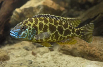 Nimbochromis venustus (Venustus, páva borítók)