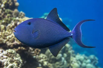 Odonus niger