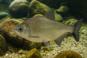 Ossubtus xinguense (Pacou du Rio Xingu, sas csőr pacou)