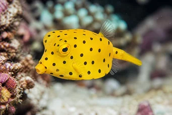 Ostracion cubicus