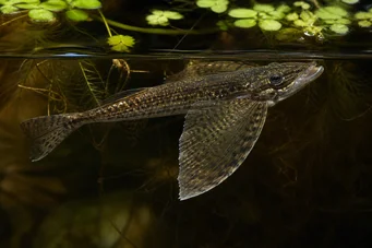 Pantodon buchholzi (Pillangó halak)