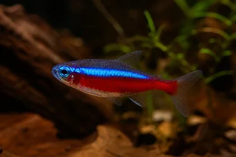 Paracheirodon axelrodi (Tetra bíboros)