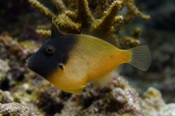 Pervagor melanocephalus (Vörös farokfarkú halak)