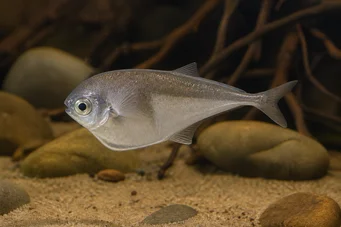 Petrocephalus bovei Mormid