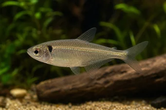 Phenacogaster pectinatus (Pectinatus, arany sáv tetra)