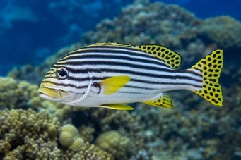 Plectorhynchus orientalis Keleti gaterin