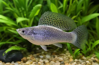 Poecilia latipinna