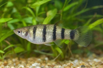 Poecilia nigrofasciata (Fekete Ray Poecilia)