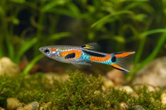 Poecilia sp.endler (Ender)