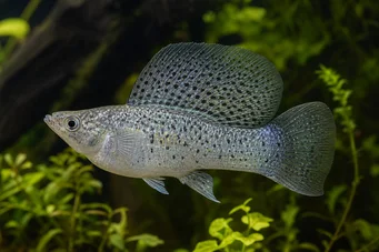 Poecilia velifera (Molly fátyol)