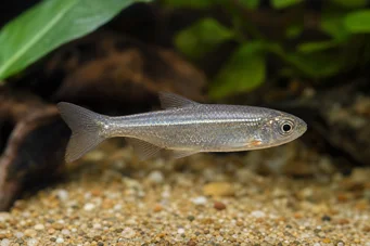 Poissonsus picus (Porc-epikus halak)