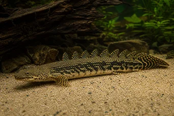 Polypterus ornatipinnis (Polipterus ornatipinnis)